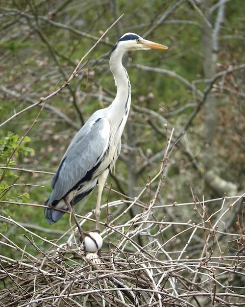 grey heron